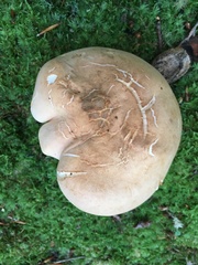Hydnum subolympicum