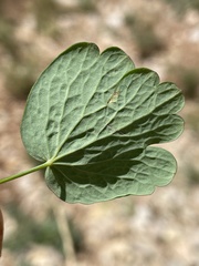 Thalictrum venulosum