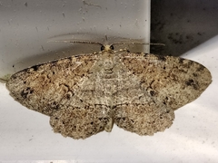 Melanolophia canadaria
