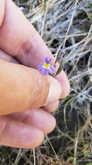 Porterella carnosula