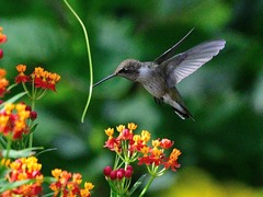 Archilochus alexandri