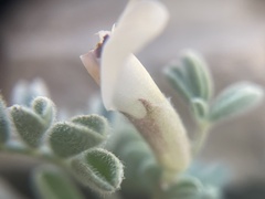 Astragalus lutosus