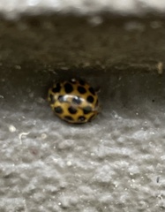 Harmonia conformis