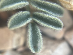 Astragalus lutosus