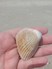 Noetia ponderosa