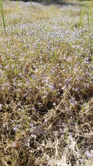 Porterella carnosula