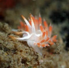 Coryphella cooperi