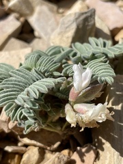 Astragalus lutosus