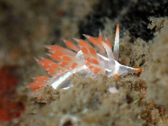 Coryphella cooperi