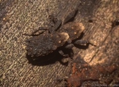 Poropterus variabilis