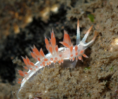 Coryphella cooperi