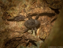 Onidistus araneus