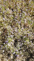 Porterella carnosula