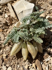Astragalus lutosus