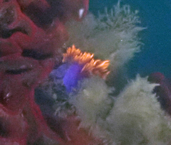 Flabellinopsis iodinea