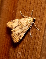 Elophila gyralis