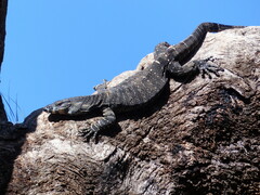 Varanus varius
