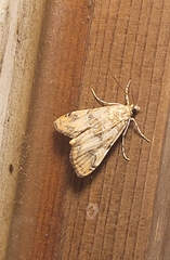 Elophila gyralis