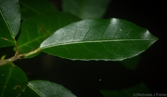 Croton verreauxii