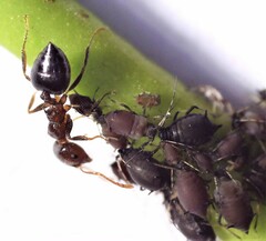Crematogaster