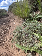 Lupinus lepidus utahensis