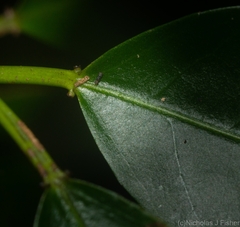 Croton verreauxii