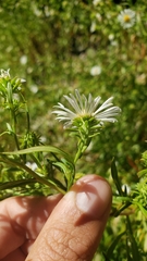 Symphyotrichum bracteolatum