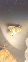 Elophila gyralis