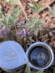 Lupinus lepidus utahensis