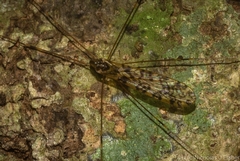 Discobola australis