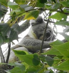 Phascolarctos cinereus victor