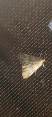 Elophila gyralis