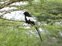 Lanius melanoleucus