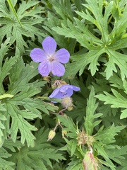 Geranium erianthum