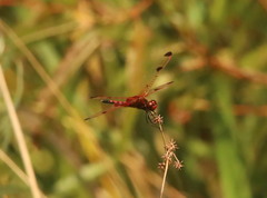 Celithemis elisa