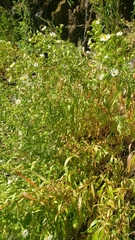 Symphyotrichum bracteolatum