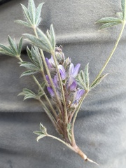Lupinus lepidus utahensis