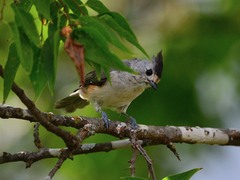 Baeolophus atricristatus