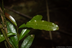 Beilschmiedia obtusifolia