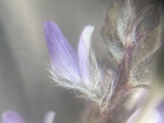 Lupinus lepidus utahensis