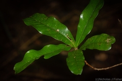 Beilschmiedia obtusifolia