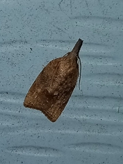 Platynota flavedana