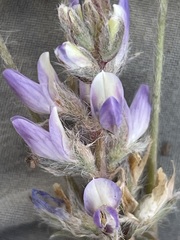 Lupinus lepidus utahensis