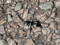Creophilus maxillosus
