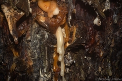 Araucaria cunninghamii