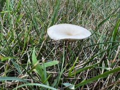 Melanoleuca graminicola