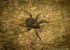 Onidistus araneus