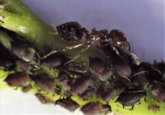 Crematogaster