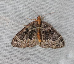 Ecliptopera silaceata