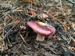 Russula